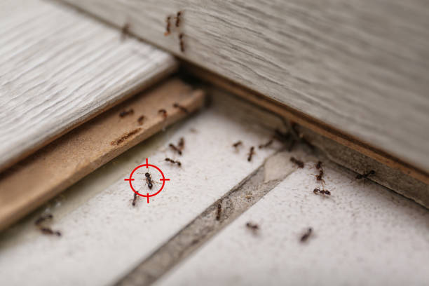 Best Residential Pest Control  in Bel Ridge, MO