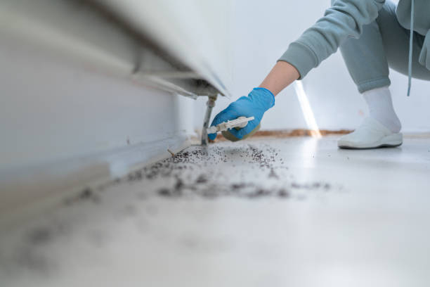 Best Pest Prevention Services  in Bel Ridge, MO